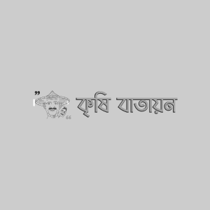 পেঁয়াজের গলা ও কন্দ পঁচা রোগ